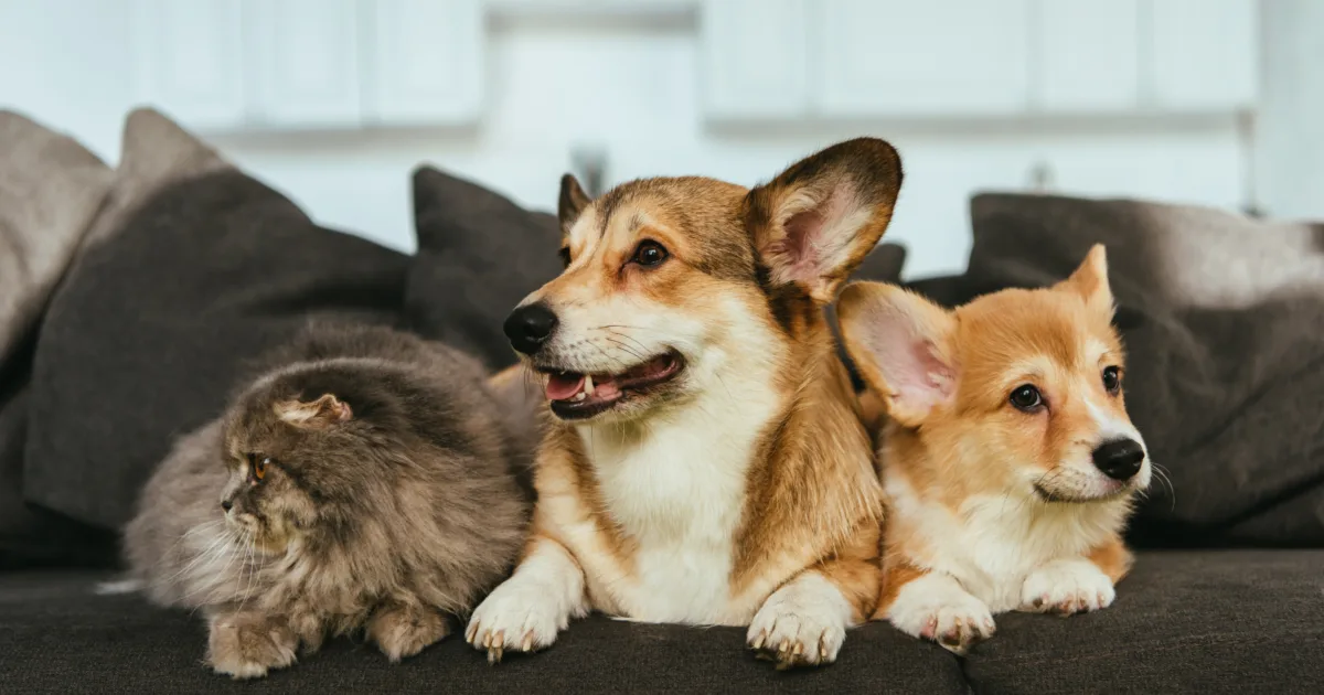 close up view of adorable welsh corgi dogs and british longhair cat on sofa at home