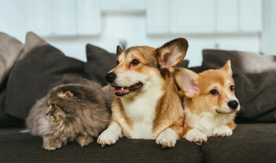 close up view of adorable welsh corgi dogs and british longhair cat on sofa at home