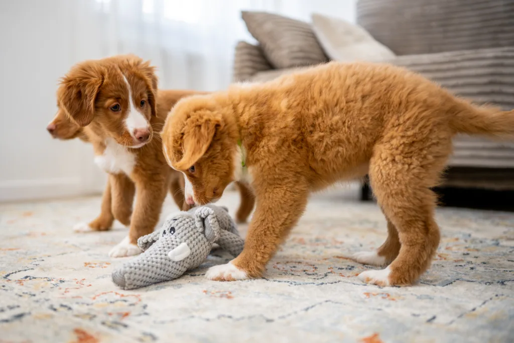 Three Toller Retriever Puppies Playing With A Toy On The Home Floor