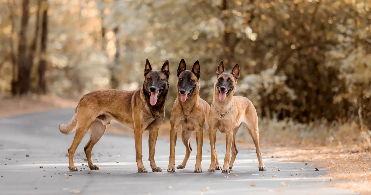 three Belgian Malinois on country road