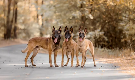 three Belgian Malinois on country road