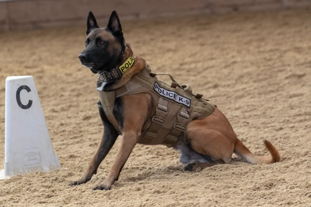 A closeup shot of a german shepherd at training
