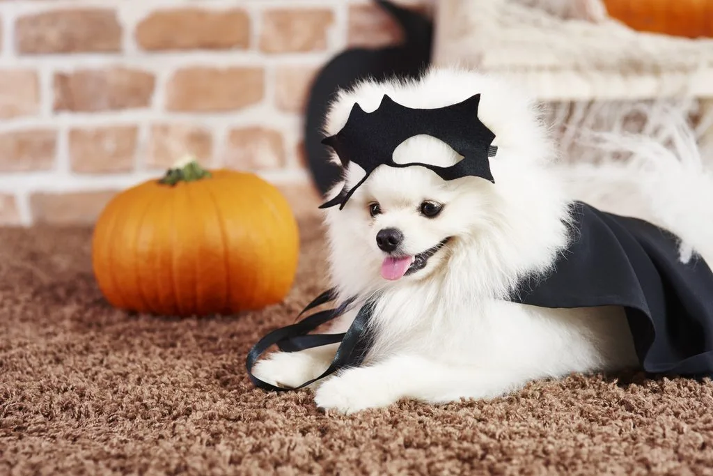 halloween costume for white pomeranian dog