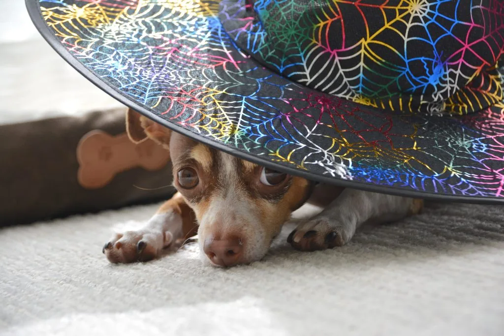 scared chihuahua dog under witch hat during halloween