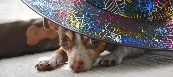Holiday Pet Care: The Halloween Risks Pet Owners Might Miss